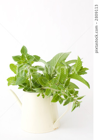 廚房藥草 廚房藥草 2809113