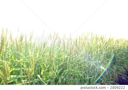 grain, wheat, wheat field 2809222