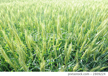 grain, wheat, wheat field 2809224