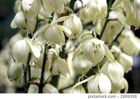 66871絲蘭 66871絲蘭 2809388