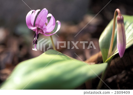 66877 Katakuri 2809409