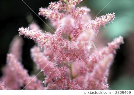 66894 Astil Ba 2809469