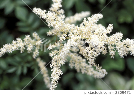 66895 Astil bee 2809471