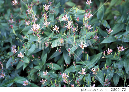 66896 Hototogisu 2809472