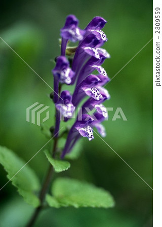 66927 Tatsuna mintow 66927 Tatsuna mintow 2809559