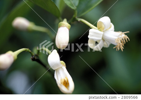 柚子 柚子（小柑橘類水果） 花朵 2809566