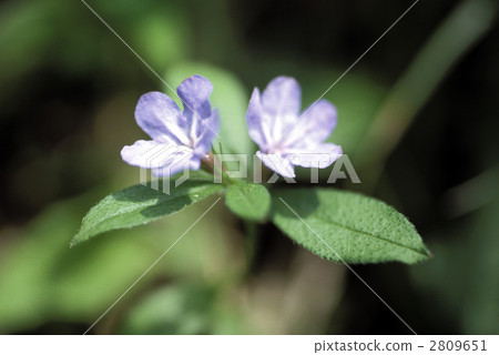 66969 Hotaru quasira 66969 Hotaru quasira 2809651