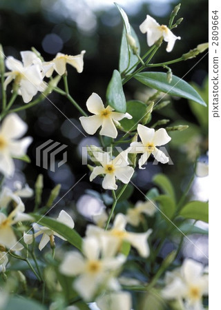 66978 Tei Ka Zera 2809664