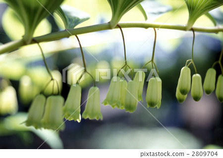 66994 NARCO Lily 2809704