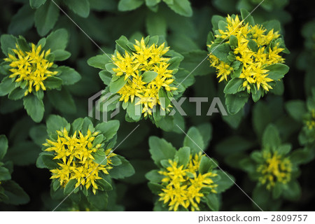 67043 Kirinso 67043 Kirinso 2809757