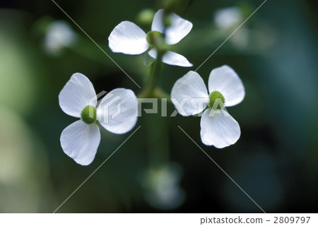 67067 Sajio moodaka 67067 Sajio moodaka 2809797