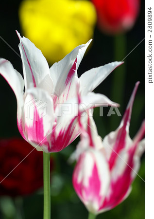 Tulip 2809894