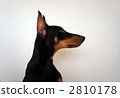 Doberman Rin 2810178