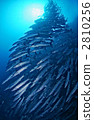 barracuda, fish, fishes 2810256