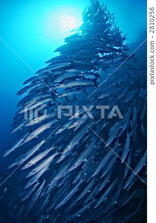 barracuda, fish, fishes 2810256