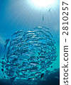 bigeye trevally, bevy, bunch 2810257