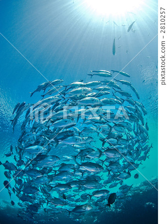 bigeye trevally, bevy, bunch 2810257