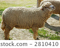 sheep, wool, livestock 2810410
