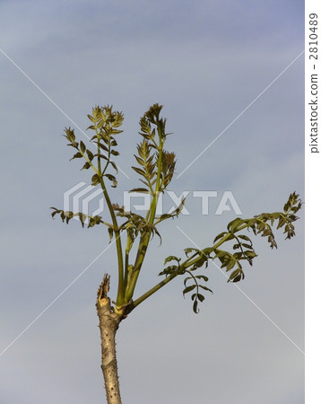 鱈魚樹 鱈魚樹 2810489