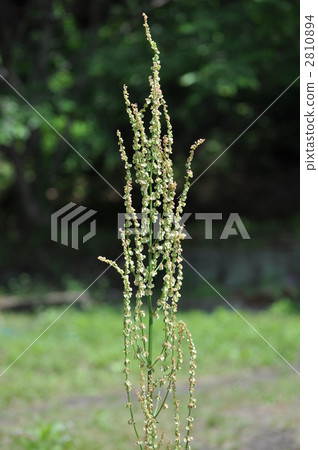 Scunho flowers 2810894