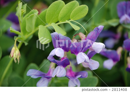 花之花 花之花 2811408