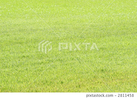 Turf Turf 2811458