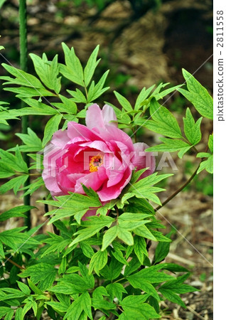 peony, bloom, blossom 2811558