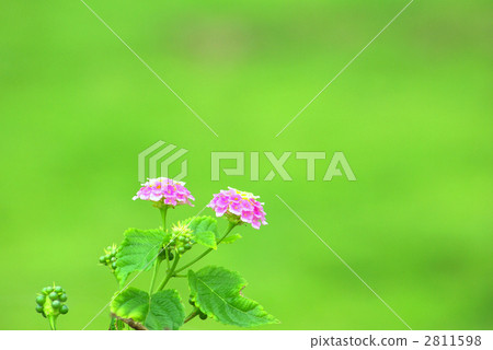 Seven changes of pink Seven changes of pink 2811598