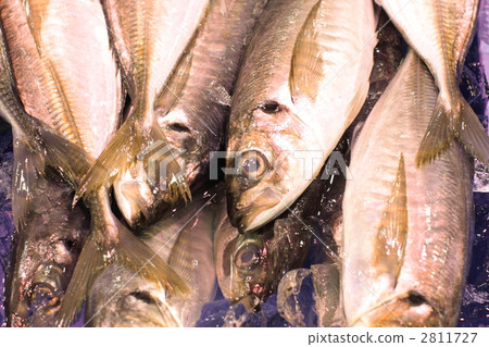 竹莢魚 竹莢魚 2811727