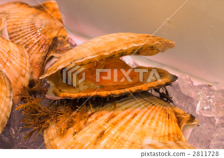  Scallop 2811728