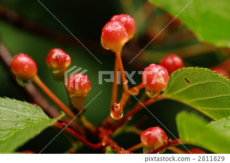 櫻花的果實 櫻花的果實 2811829