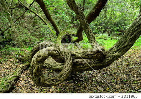 Twisted tree Twisted tree 2811963