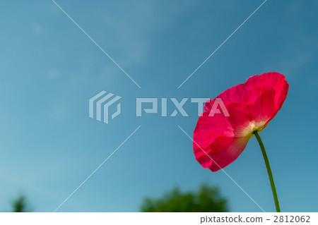 罌粟 罌粟 2812062