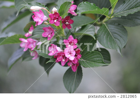 箱根實用 2812065