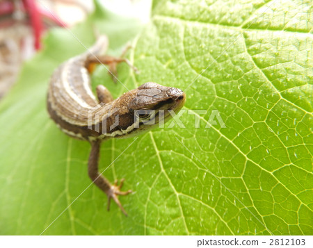 reptile, reptilian, a lizard 2812103