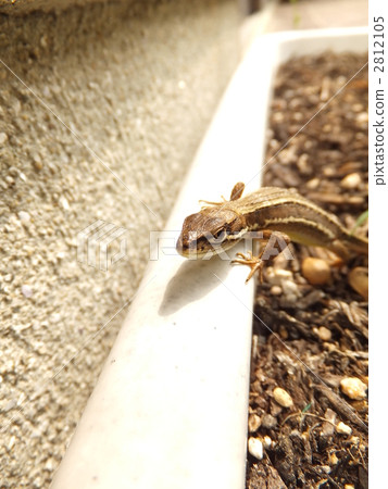 reptile, a lizard, lizard 2812105