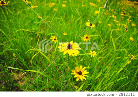 老魚 老魚 2812111