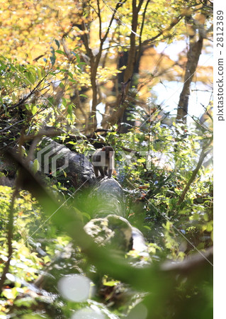 一隻猴子 2812389