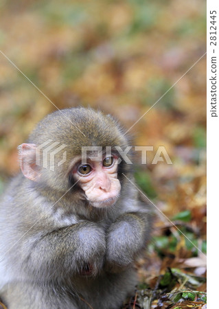 monkey 2812445