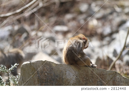 monkey 2812448