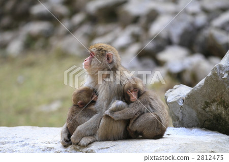 monkey 2812475