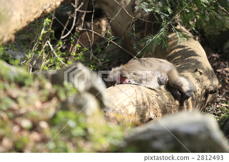 一隻猴子 2812493