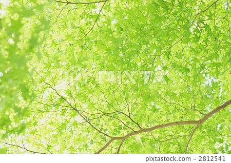 Maple green leaf 2812541