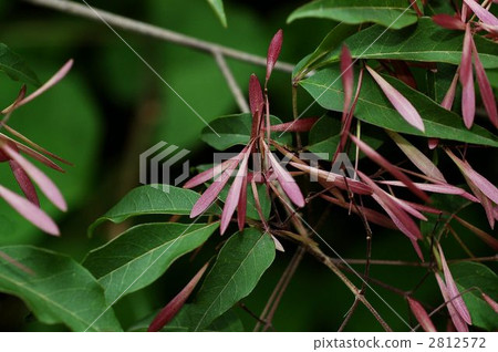 Maruba aodamo（水果） 2812572