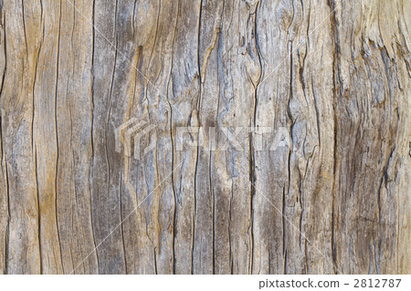 Pretty wood grain of old trees 2812787