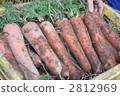 After harvest ginseng 2812969