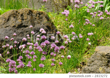 May Shirahuma Asatsuki·Lily's Department 01 May Shirahuma Asatsuki·Lily's Department 01 2813272