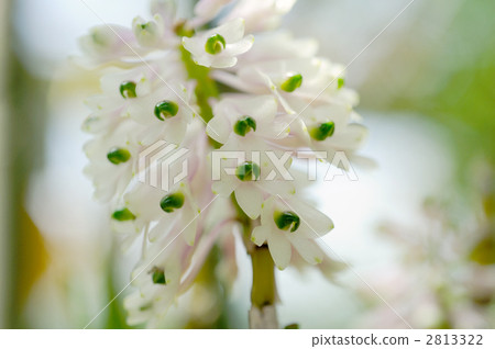 Dendrobium · smileier 2813322