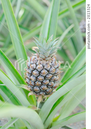 pineapple pineapple 2813324