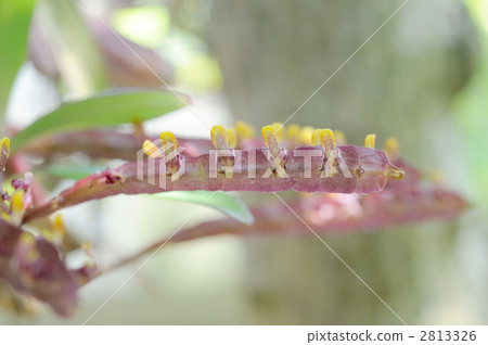 巨型Crinium·Falcatum·叢林·寶石 巨型Crinium·Falcatum·叢林·寶石 2813326